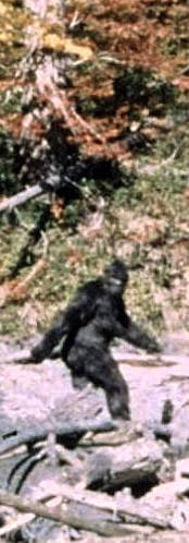 Patterson-Gimlin photo of Bigfoot 